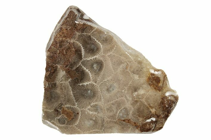 Polished Petoskey Stone (Fossil Coral) Slab - Michigan #204811